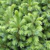 Dwarf Serbian Spruce #2 - Image 2